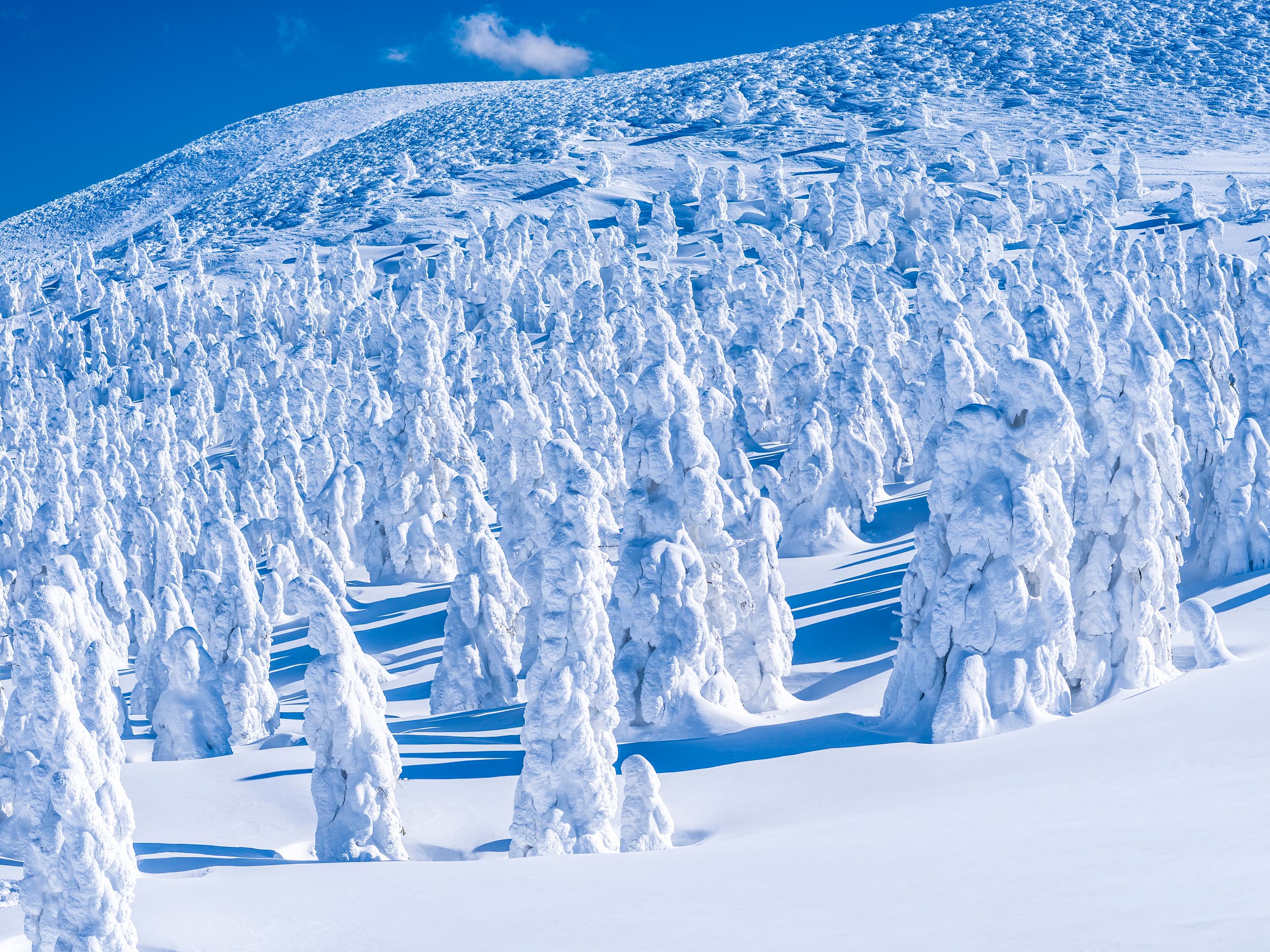 Frostbedeckte Bäume in den Zaō-Bergen