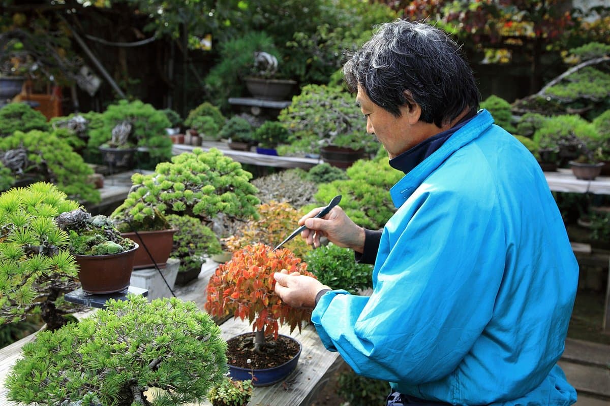 Omiya Bonsai-Dorf