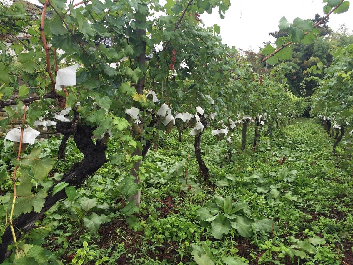 Weingut Takeda
