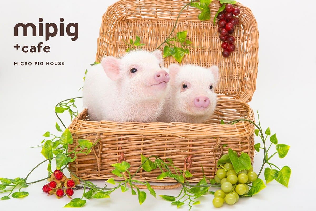 Mipig Cafe Osaka