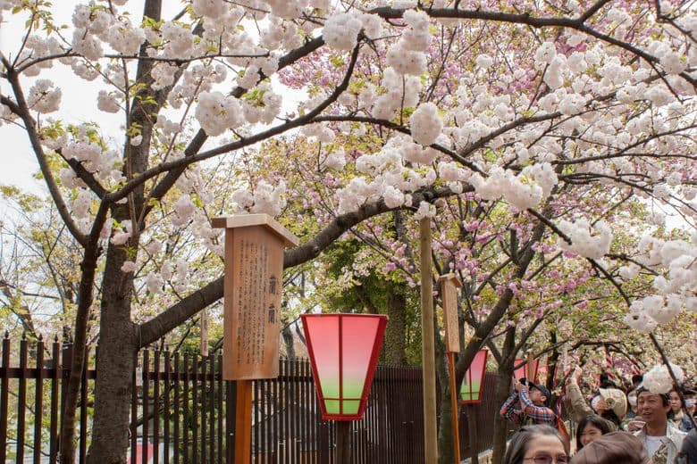 Sakura no Tōrinuke