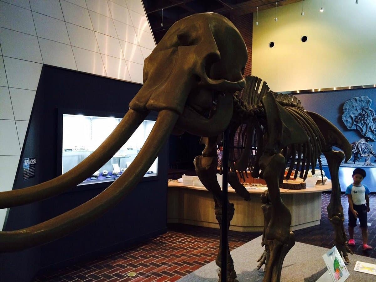 Saitama Museum für Naturgeschichte