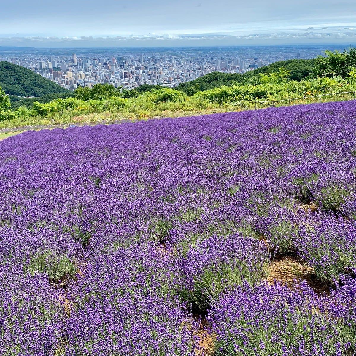 Horomitoge Lavendelgarten
