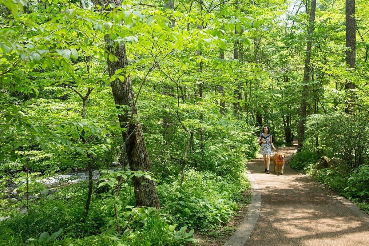 Karuizawa Hoshino Gebiet