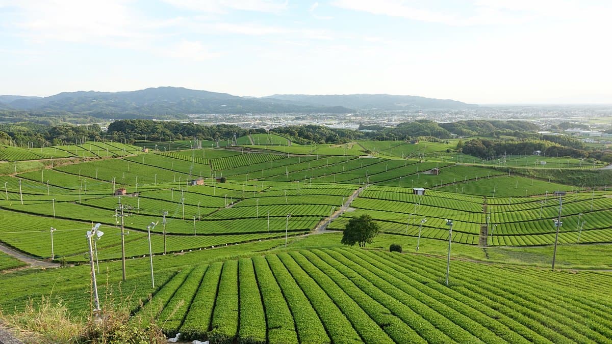 Yame Chuo Teegarten