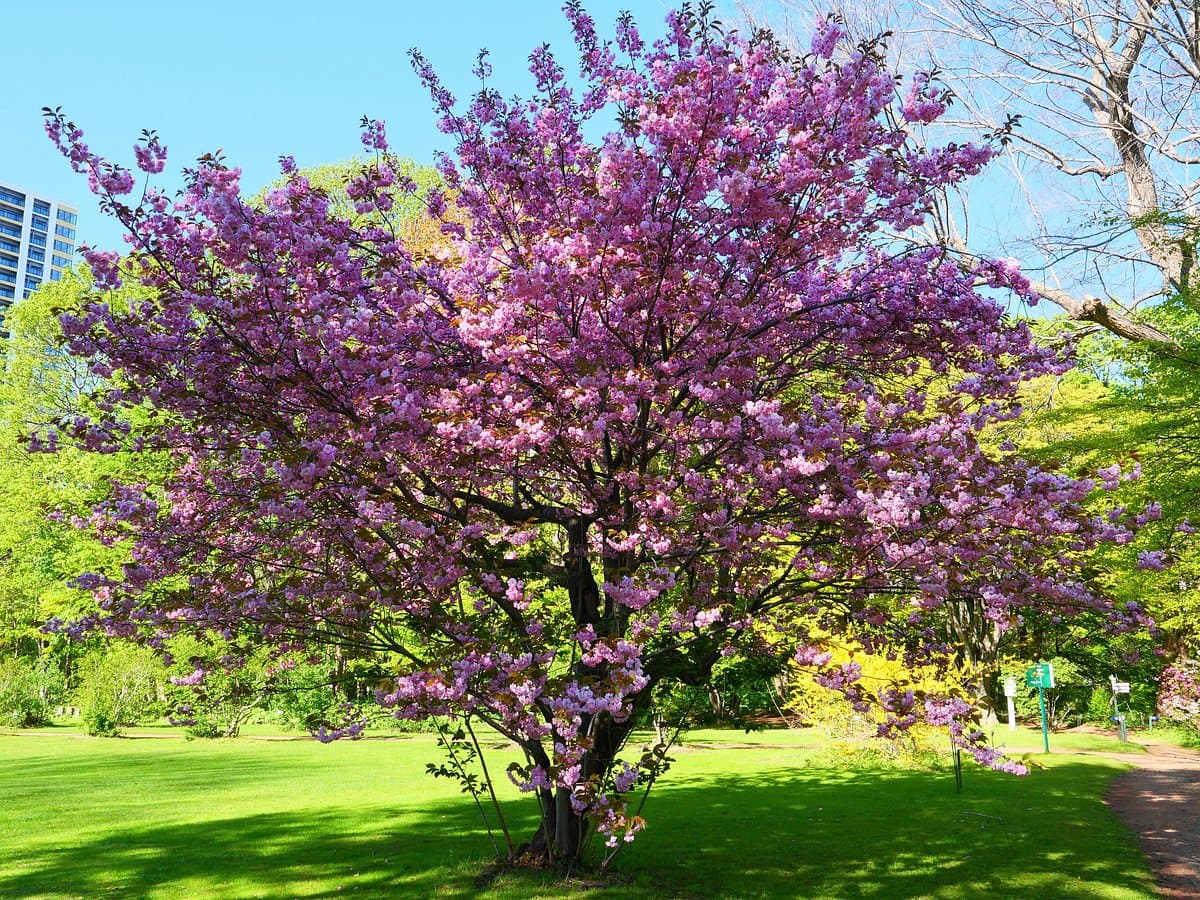 Botanischer Garten der Universität Hokkaido