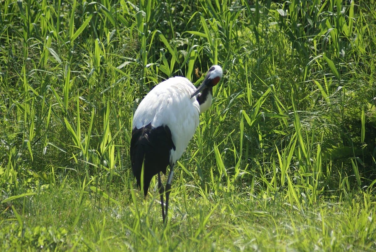 Naturpark Tanchozuru der Stadt Kushiro
