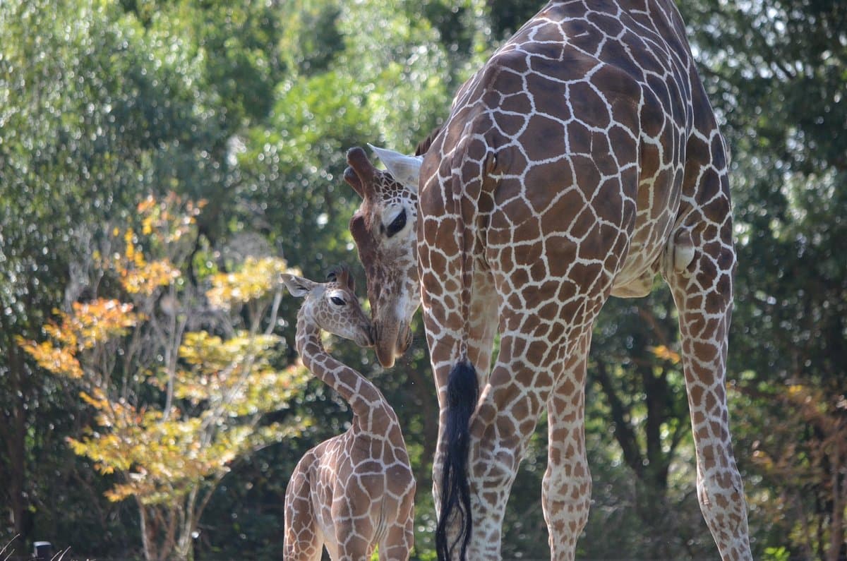 Zoologischer Park Noichi der Präfektur Kochi
