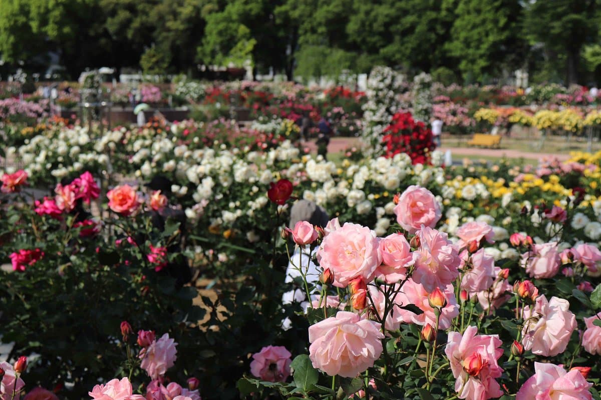 Shikishima Park Rosengarten