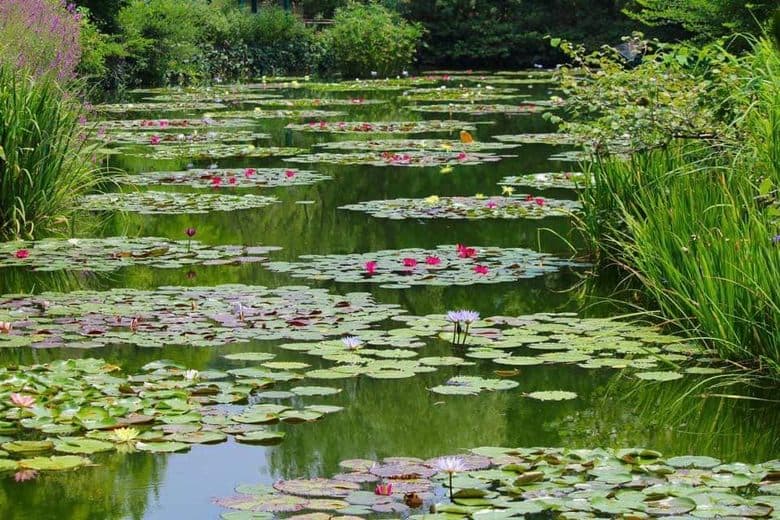 Monets Garten Marmottan