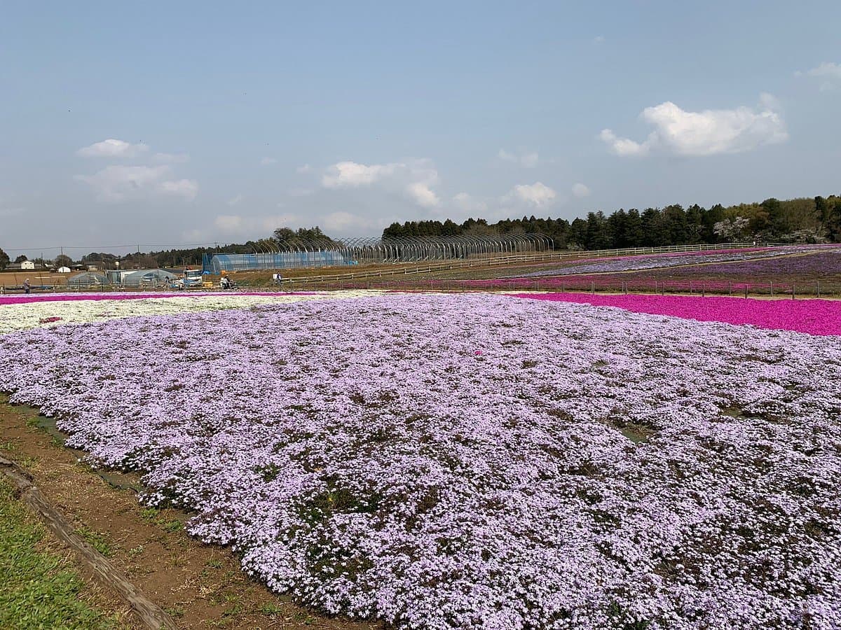 Landwirtschaftliches Austauschzentrum Chiba City Tomitacho