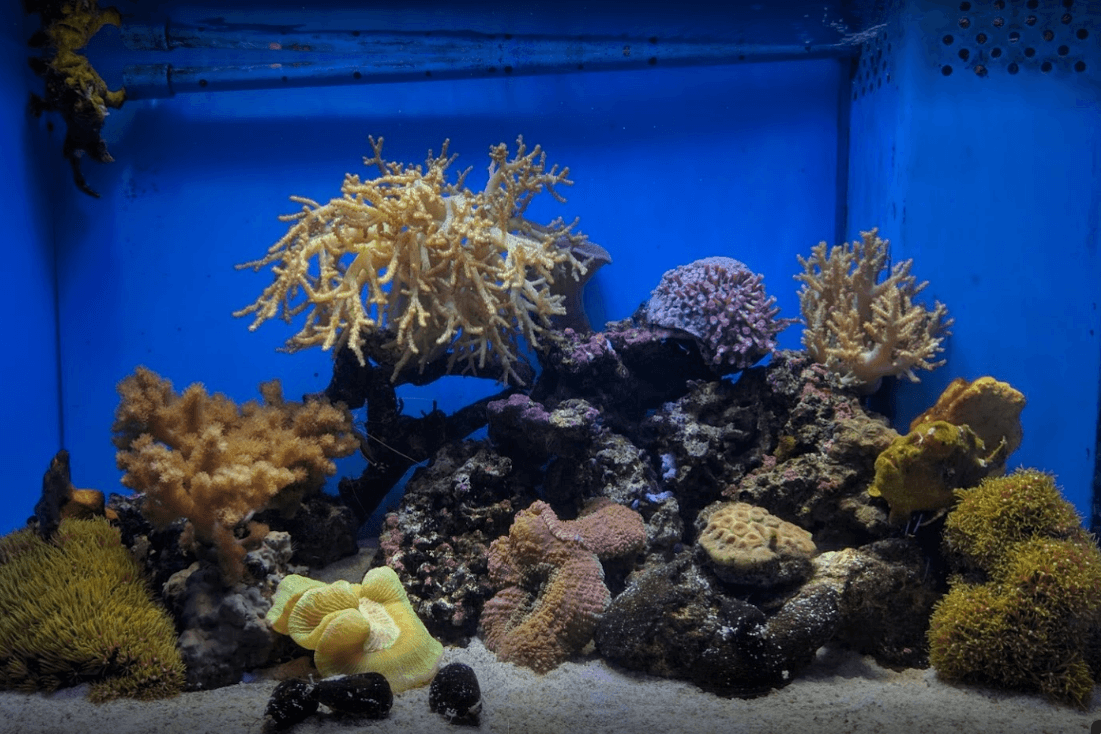Numazu Tiefsee-Aquarium