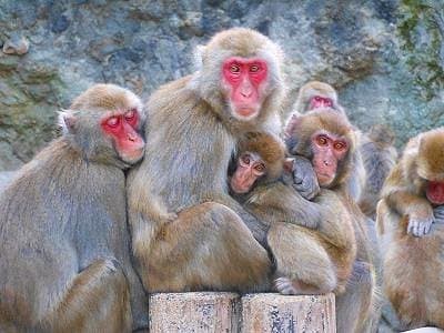 Takasakiyama Naturzoo