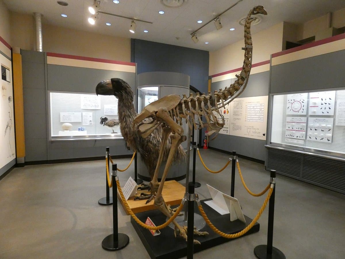 Abiko Stadt Vogelmuseum