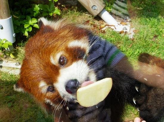Itozu no Mori Zoologischer Park