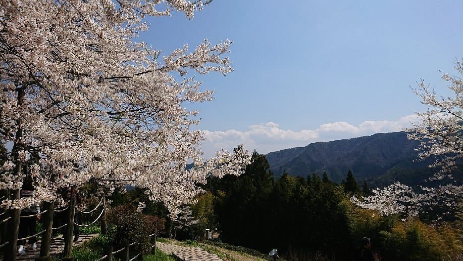 Daigo Zakura