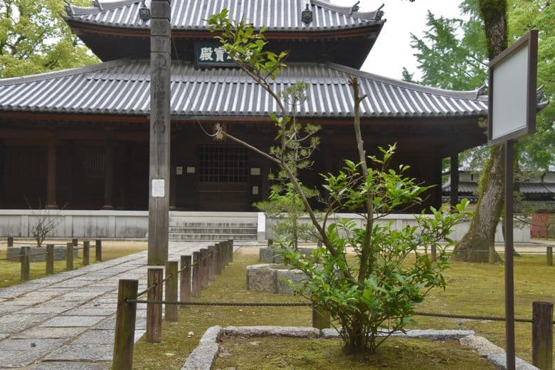 Japans Erster Teebaum