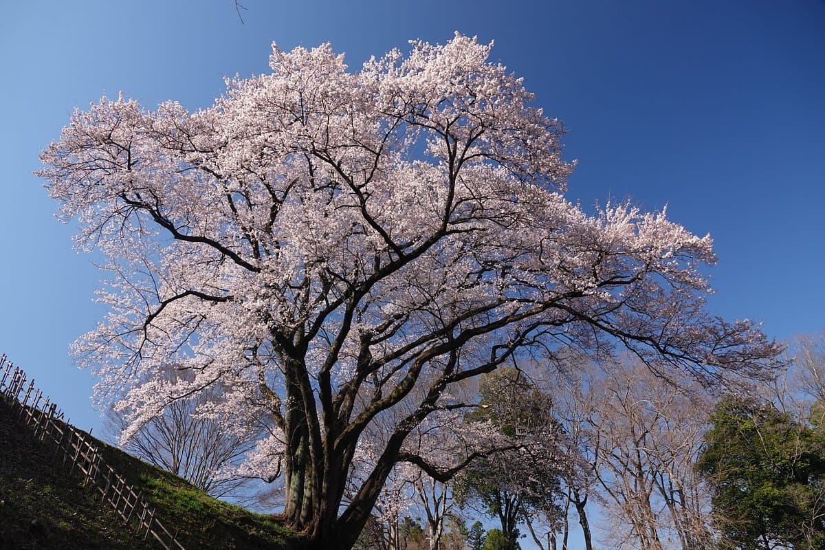 Hachigata Burgpark