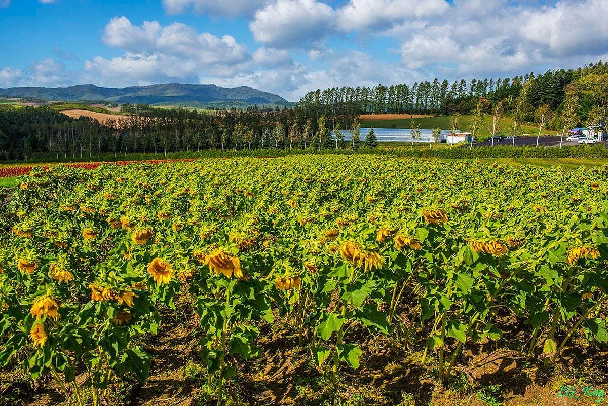 Flower Land Kamifurano