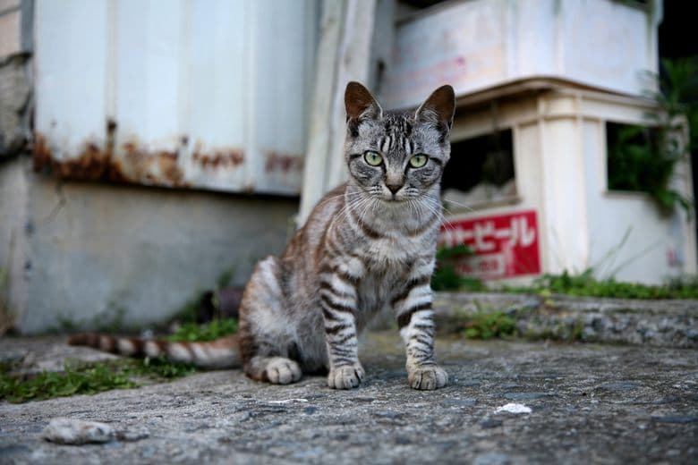 Katzeninsel (Tashirojima)