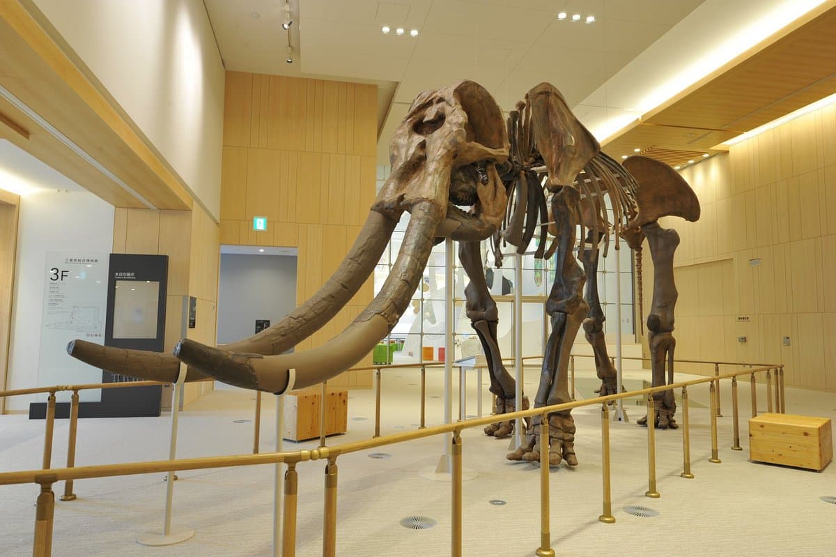 Mie Prefectural Museum cover image