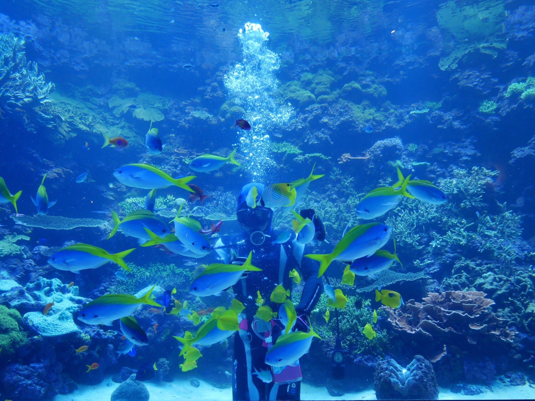 Oita Marine Palace Aquarium „Umitamago“
