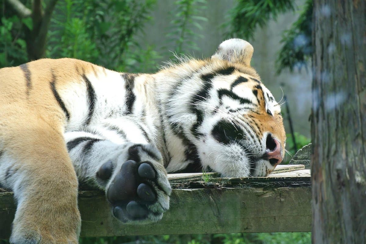 Omoriyama Zoo