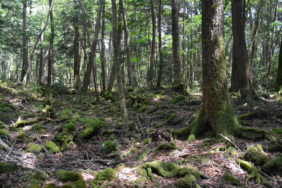 Aokigahara-Wald