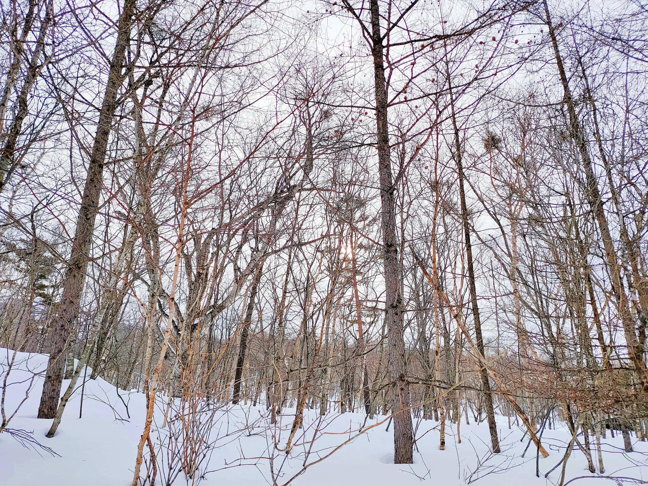 Appi Kogen