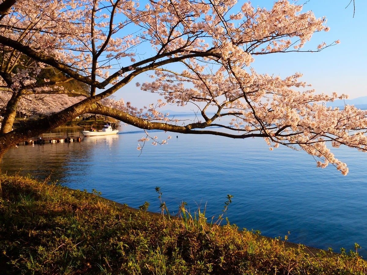 Kaizu Osaki cover image