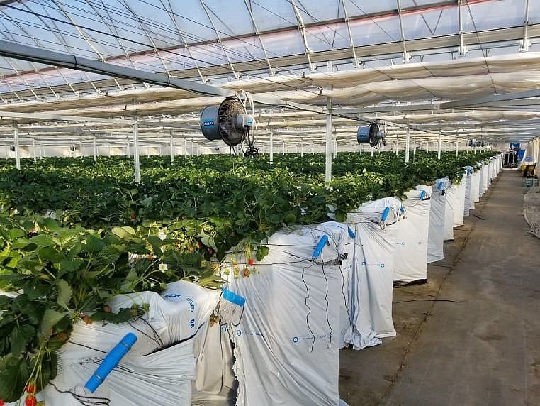 Suda Erdbeerfarm