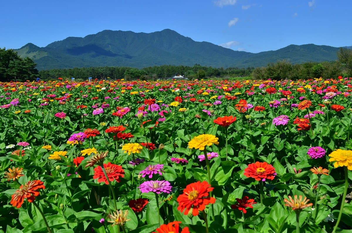 Yamanakako Hananomiyako Park