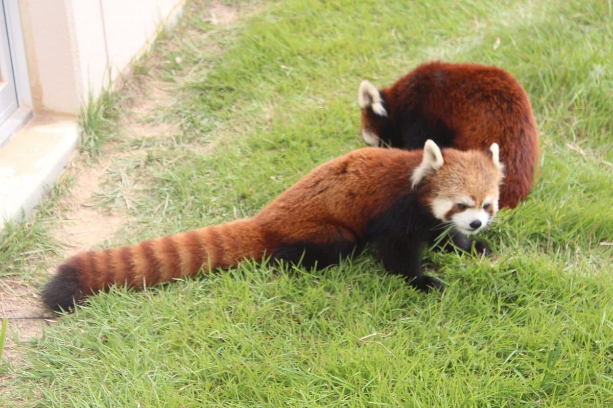 Fukuchiyama Stadtzoo