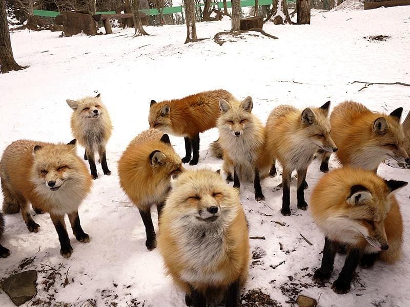 Miyagi Zao Fuchsdorf