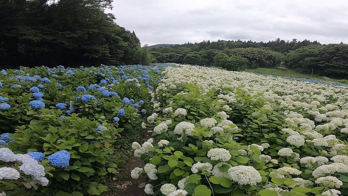 Michinoku Hortensien-Garten