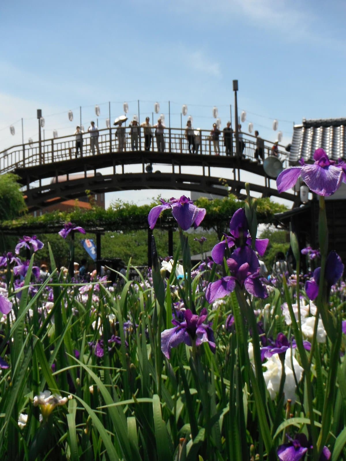 Suigo Itako Ayame Garten