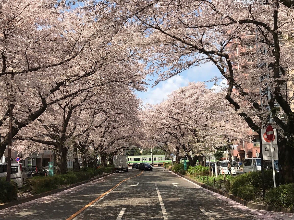 Sagamihara City Hall Sakura Straße