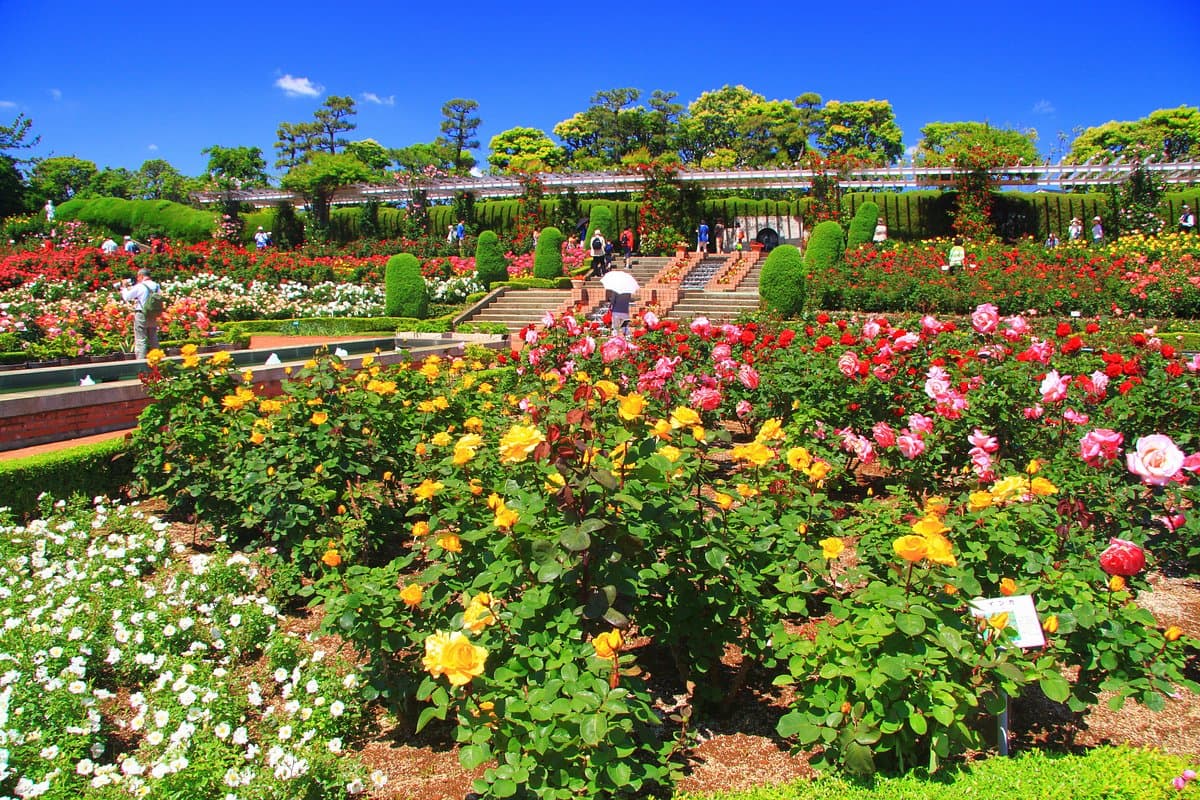 Yatsu Rosengarten