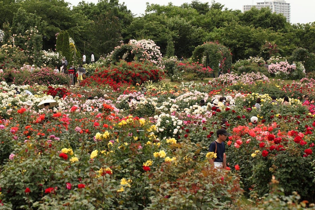 Keisei Rosengarten