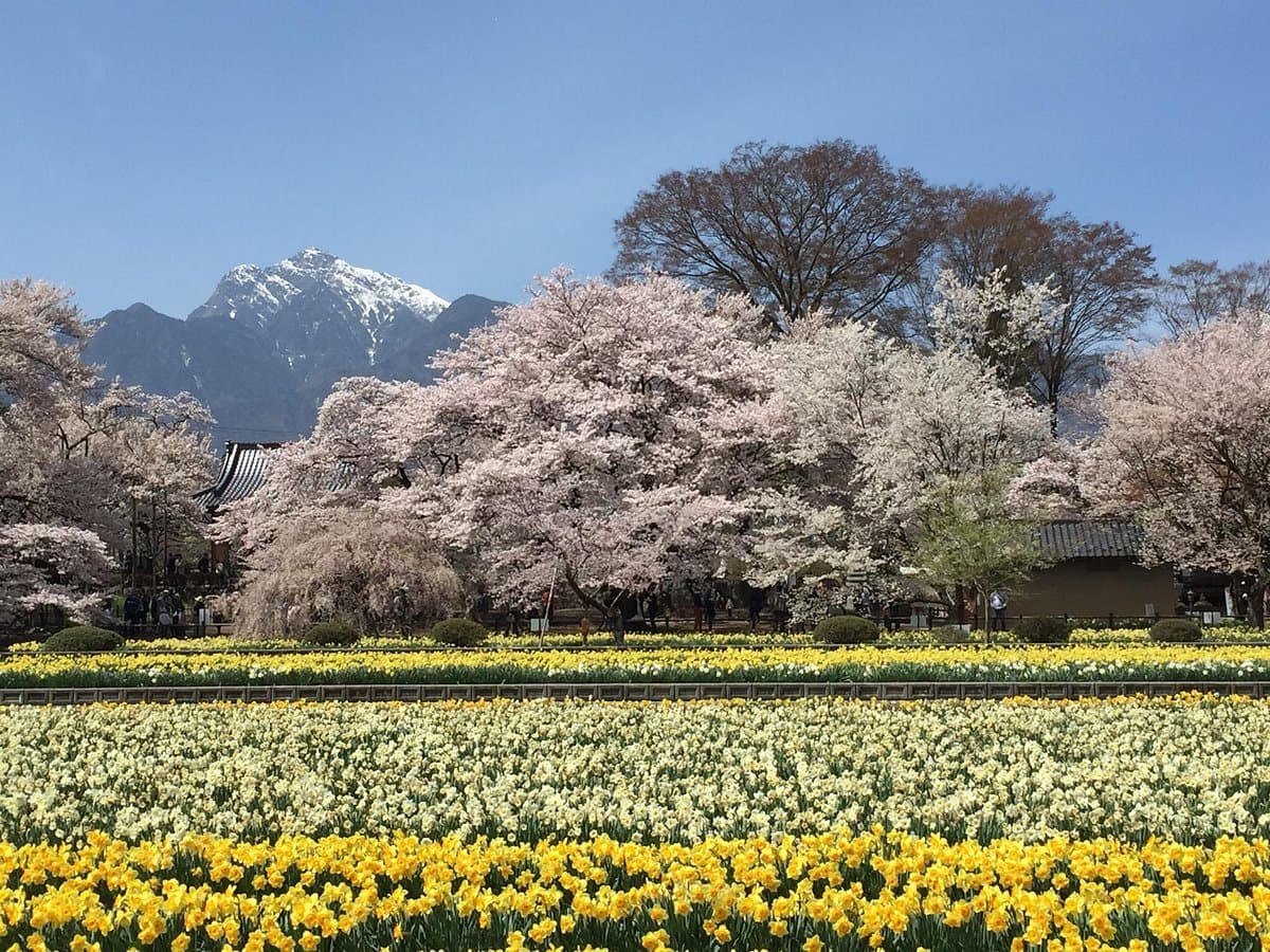 Yamataka Jindai Zakura