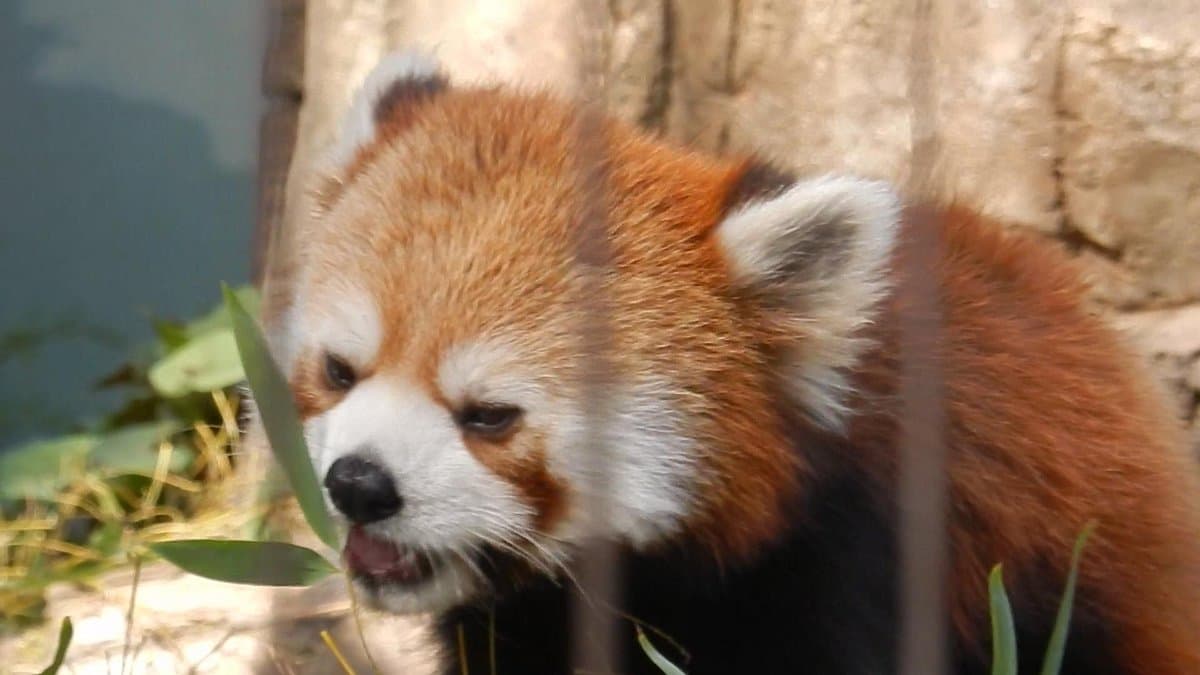 Yumemigasaki Zoologischer Park