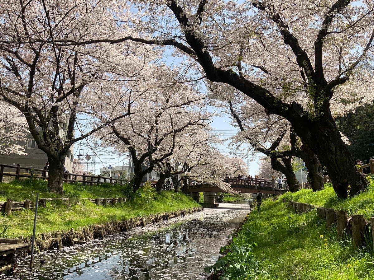 Kirschblüten am Shingashi-Fluss